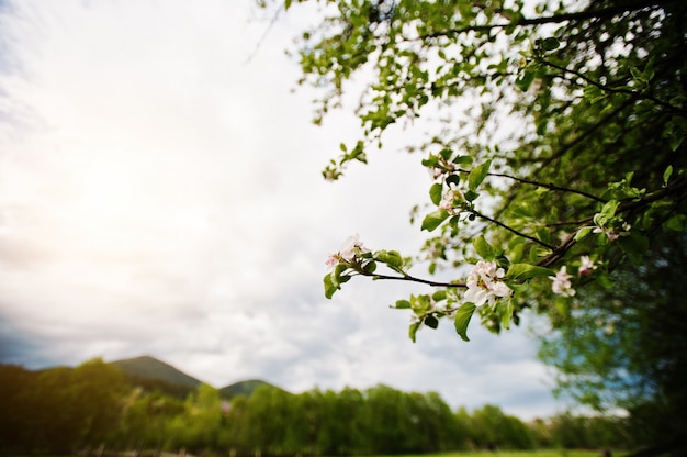 Bloeiende bloem van de appelboom