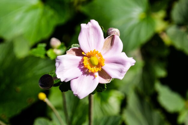 Bloeiende bloemen achtergrond