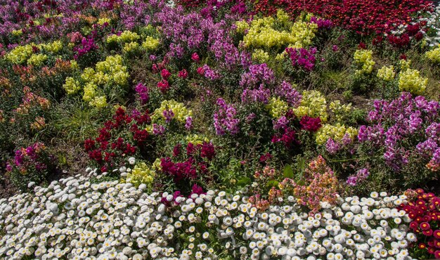 Bloeiende bloemen als achtergrond