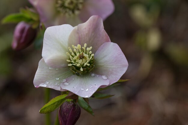 Bloeiende bloemen helleboor op een zonnige dag ook bekend als kerst- of vastenroos