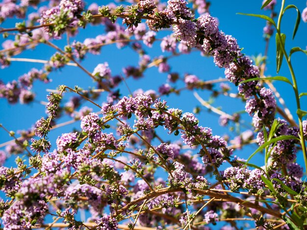 Bloeiende bloemen in botanische tuinen.