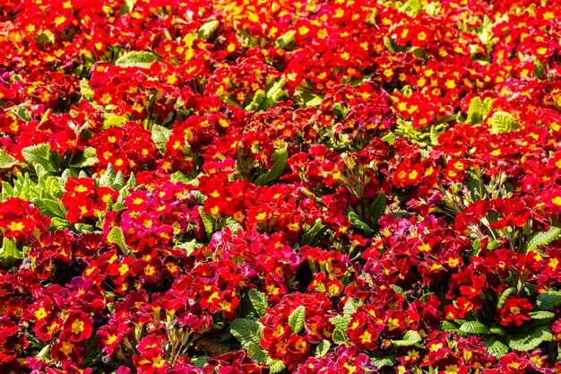 Bloeiende bloemen in de lente als florale achtergrond