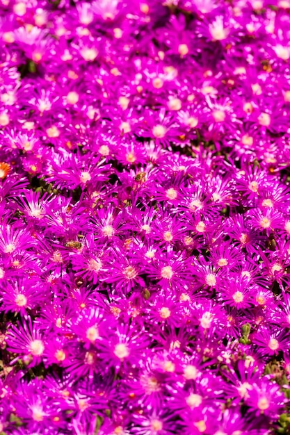 Bloeiende bloemen in de tuin in de vroege zomer.