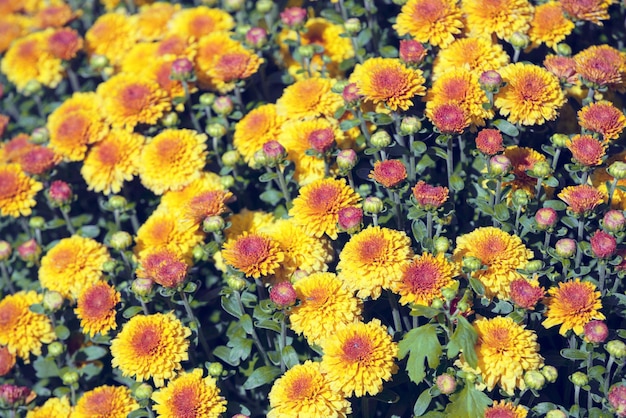 Bloeiende bloemen in een tuin Natuurlijke bloemenachtergrond