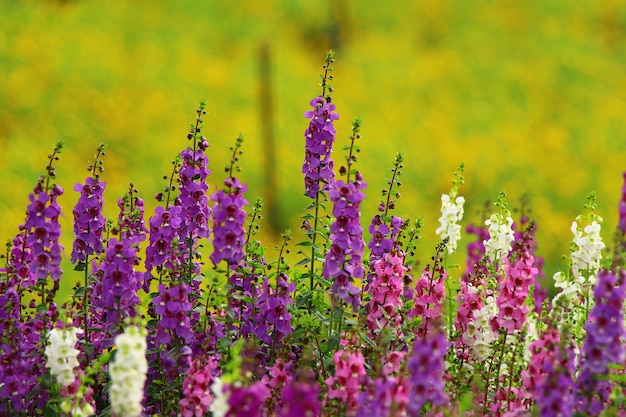 bloeiende bloemen met natuurlijke lichte achtergrond