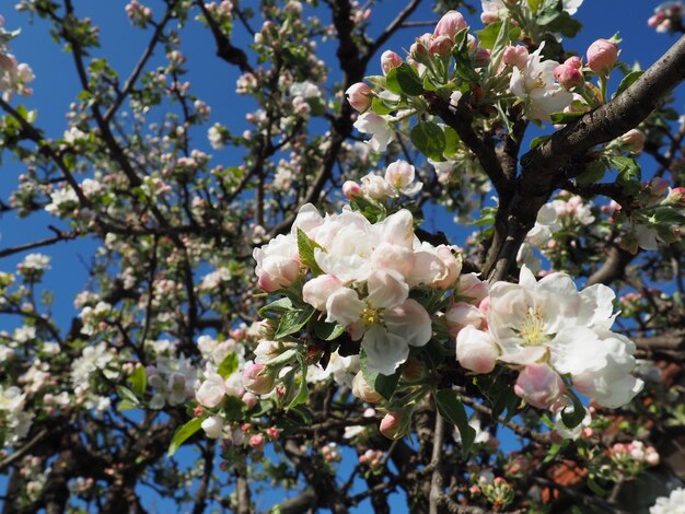 Bloeiende bloemen op de appelboom Appelboom in bloei Witte en roze mooie bloemen op de takken van een boom Blauwe lucht en rode dakpannen op de achtergrond Lentebloei