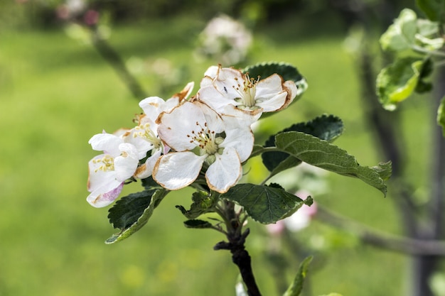 Foto bloeiende bloemen op een appelboom