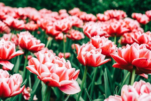 Bloeiende bloemen rood-witte pioenrozen in de lentetuin.