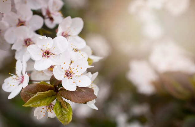 bloeiende bloemen van appelboom macro witte bloemen natuur achtergrond met gratis kopie ruimte