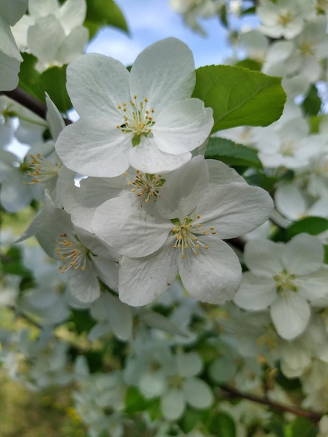 Foto bloeiende bloemen van de appelboom voorjaarsbloem witte bloemblaadjes