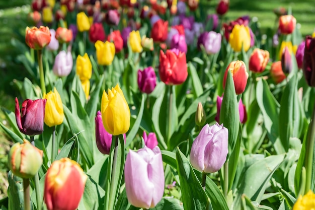 Foto bloeiende bloemen van kleurrijke tulpen op een weide van de parklente.