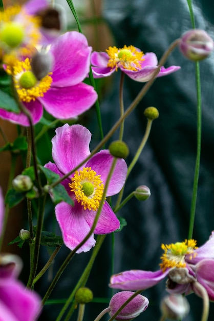 Bloeiende bloemen van lila Japanse anemoon tegen onscherpe natuurlijke achtergrond