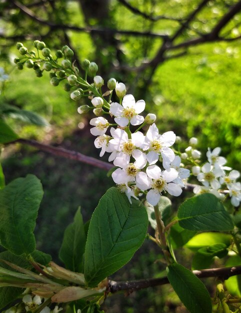 Foto bloeiende bloemen van vogel kersenboom lente bloem witte bloemblaadjes