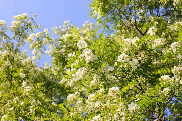 Bloeiende bloemen van witte acaciaboom in een park in het voorjaar.