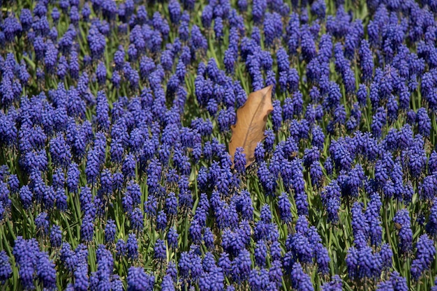 Bloeiende bloemen vormen een bloemige achtergrondtextuur