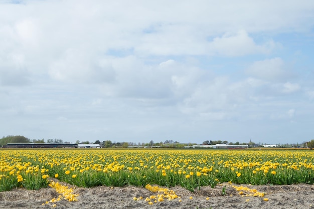 Bloeiende bloemenvelden van gele tulpen in de buurt van het kanaal van het Nederlandse platteland Blauwe lucht