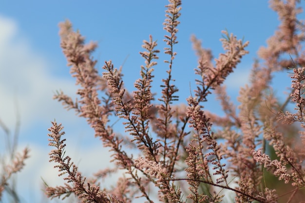 bloeiende bomen het begin van het warme seizoen