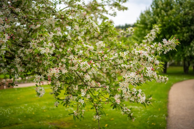 Bloeiende bomen in de botanische tuin van dendrologie in de lente in praag, tsjechië