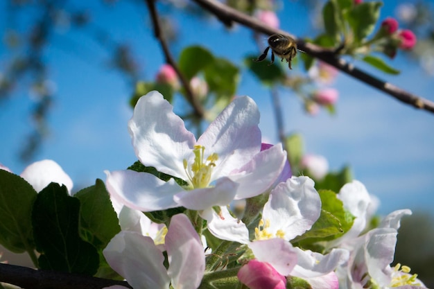 Bloeiende bomen in de lente Appelkleur Honingplant