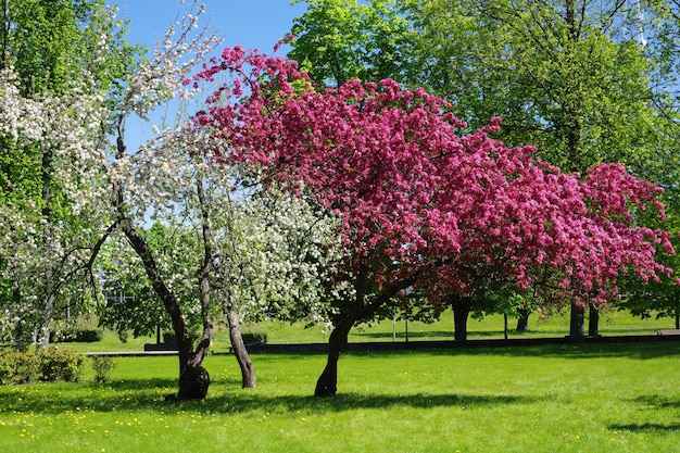Bloeiende bomen in het park