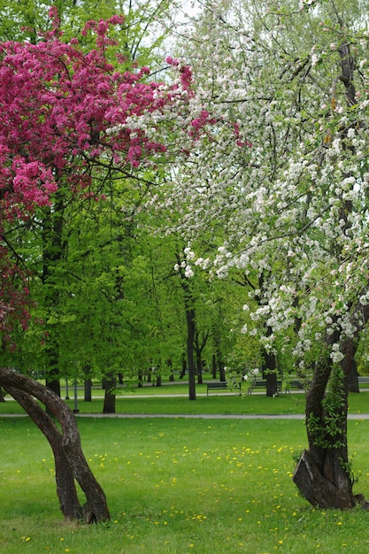 Bloeiende bomen in het park