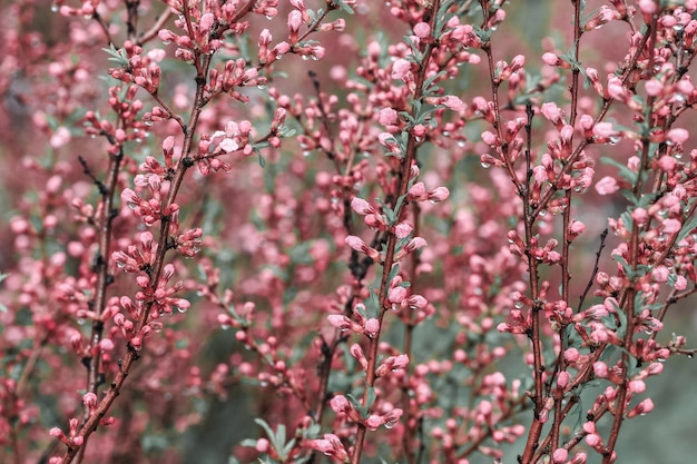 Bloeiende bomen met de lente roze bloesem en dauw in de natuur.