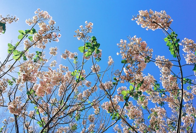 Bloeiende bomen tegen de blauwe lucht