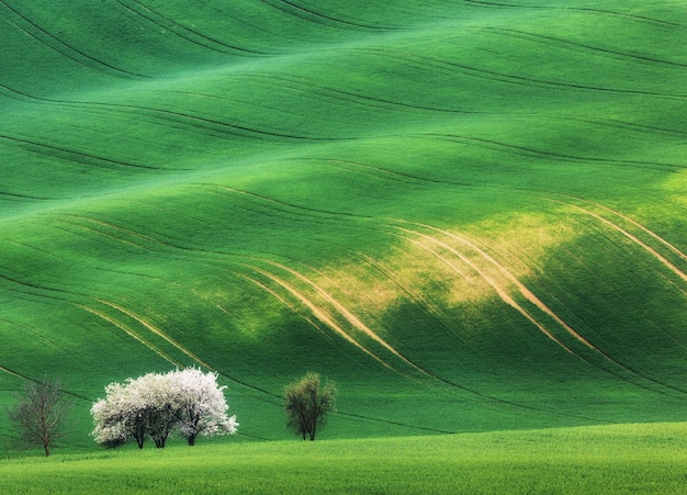 Bloeiende bomen tegen groene velden in het voorjaar in Zuid-Moravië, Tsjechië. Beroemd Moravisch uitzicht. Kleurrijk landschap met velden met groen gras en bomen met bloemen. Golven heuvels, rollen.