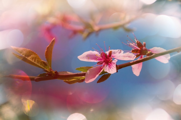 Bloeiende boom in de lente