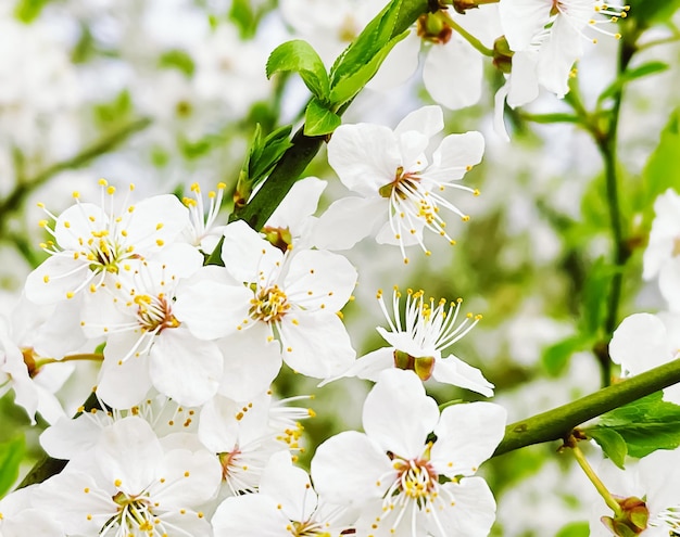 Bloeiende boom in de lentetuin bloem bloesem op tak schoonheid in de natuur en landbouw concept