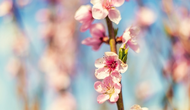 Bloeiende boom in de tuin. Selectieve aandacht