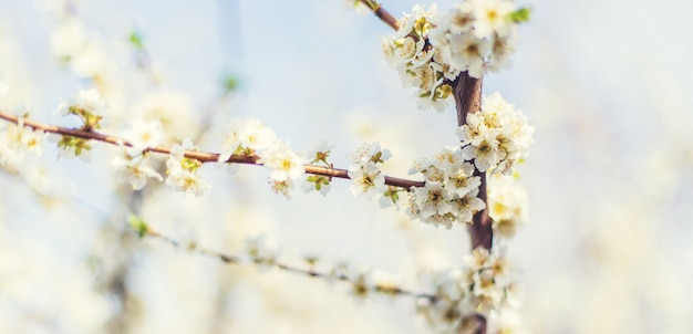 Bloeiende boom in de tuin. Selectieve aandacht