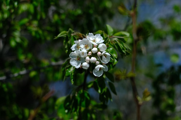 Bloeiende boom macrofotografie witte bloem groene bladeren