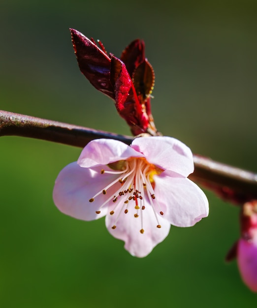 Bloeiende boom met roze bloemen