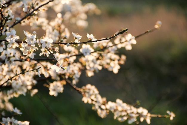 Bloeiende boom met witte bloemen Lente bloemen achtergrond