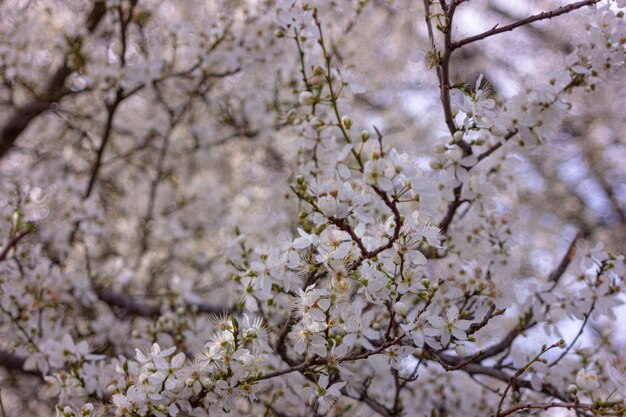 Bloeiende boom met witte bloemen op de achtergrond van de de lenteaard van de tuin