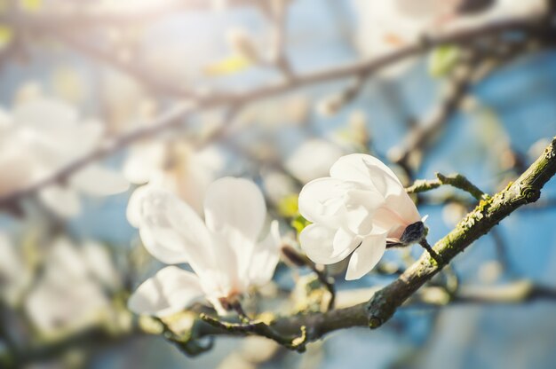 Bloeiende boom met witte bloemen. Selectieve focus