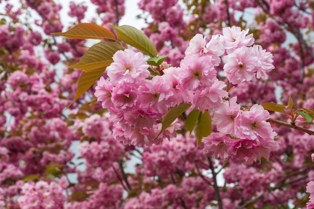 Bloeiende boomgaard in de lente