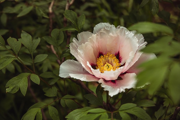 Bloeiende boompioenen in de tuin Japanse boompioenstruik Paeonia suffruticosa Lentetuin