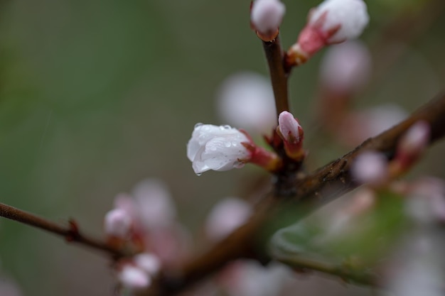 Bloeiende boomtak met regendruppels in de lente lente concept