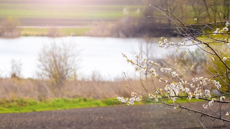 Foto bloeiende boomtak op de oever rivier
