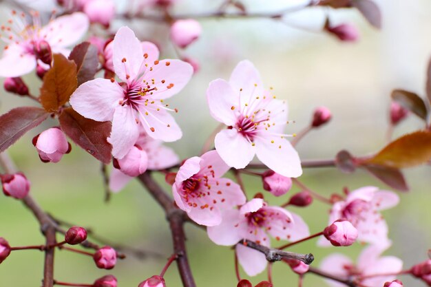 Bloeiende boomtakjes met roze bloemen in de lente close-up