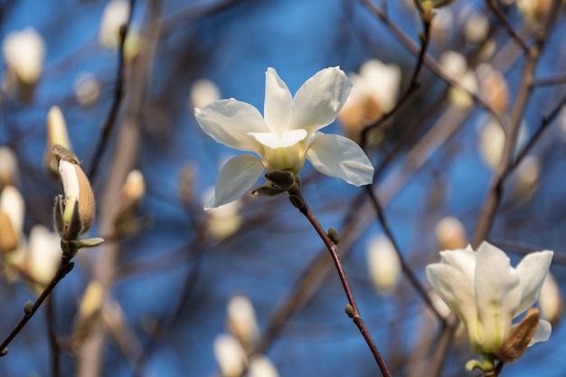 Bloeiende boomtakken. Bloomy magnoliaboom met grote witte bloemen. Perfecte magnoliabloem.