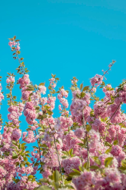 Bloeiende boomtakken en blauwe lente hemelachtergrond