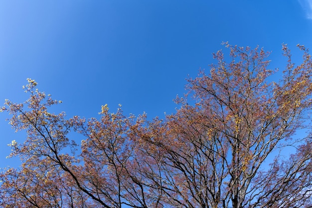 Bloeiende boomtakken in het voorjaar op blauwe hemelachtergrond, natuur.