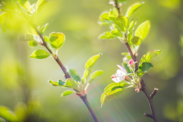 Bloeiende boomtakken met witte bloemen Prachtig landschap met selectieve focus en onscherpe achtergrond voor ontwerpen en projecten met een natuurthema