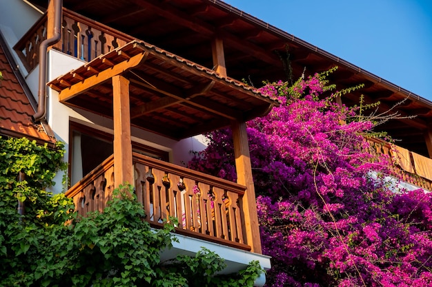 Bloeiende bougainvillea aan het houten balkon van het balkon met roze bougainvillea bloemen