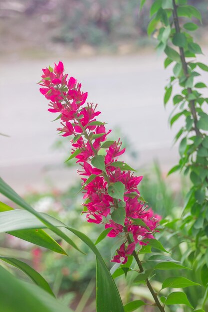 Bloeiende bougainvillea bloemen achtergrond Heldere bougainvillea bloemen als een florale achtergrond