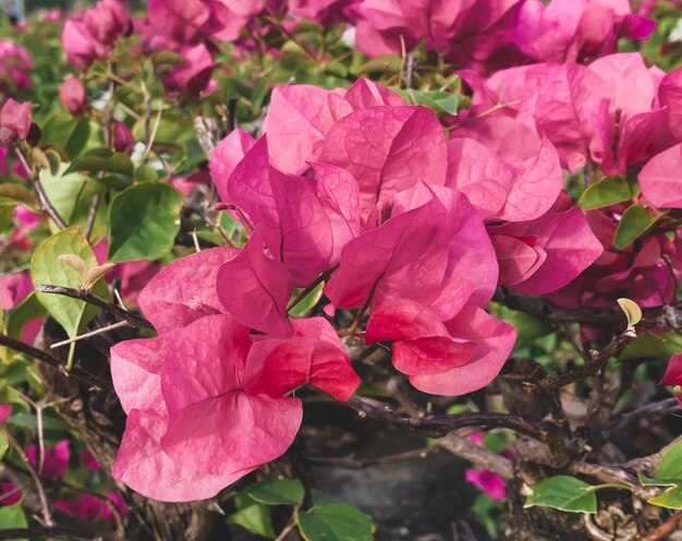 Bloeiende bougainvillea bloemen achtergrond Heldere bougainvillea bloemen als een florale achtergrond