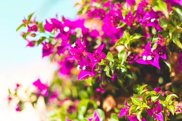 Bloeiende bougainvillea Magenta bougainvillea bloemen Florale achtergrond Copy space